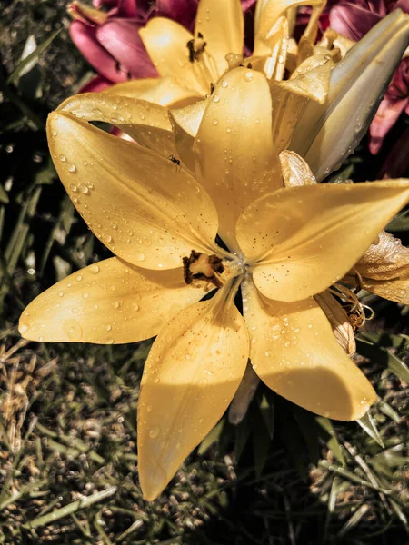 Lilium Asyalı Minik İnci, kısa Asyalı zambak. Gün Lilyumu.