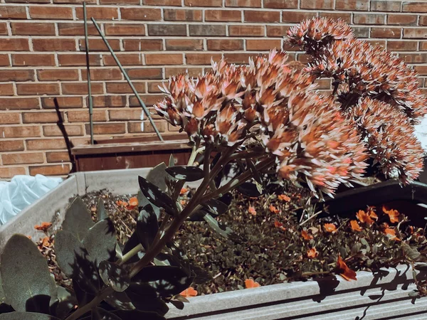Hermosa Flor Del Rey Protea Protea Cynaroides Jardín Protea Cynaroides — Foto de Stock