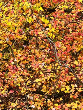 Güzel sonbahar yaprakları olan meşe ağaçlarını kapatın. Quercus Palustris, Doğu Kuzey Amerika