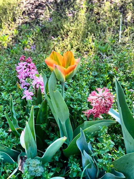 stock image beautiful tulipa gesneriana flowers in bloom, various colors, bunch of romantic flowers. Didier's Tulip