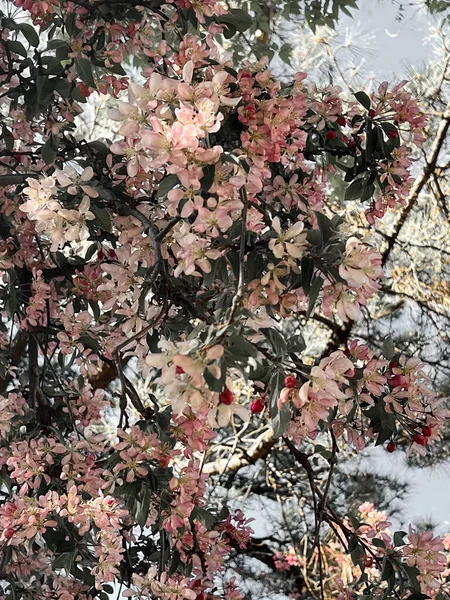 开花的柱状苹果树 马卢斯家养芭蕾瑞娜 Braeburn 马鲁氏属 Malus Domestica 是蔷薇科的一个小乔木或灌木属 — 图库照片