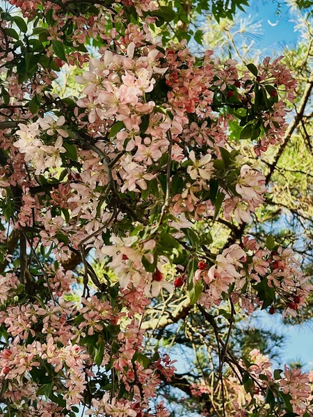 Blooming Columnar Apple Tree Malus Domestica Ballerina Braeburn April Malus — Stock Photo, Image
