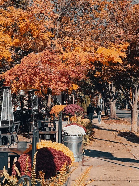 Закрыть Листья Дуба Пин Красивыми Осенними Красками Quercus Palustris Восточная — стоковое фото