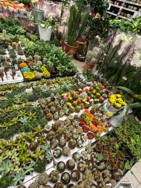  Açık pazardaki fabrikada satılık çeşitli saksı ve kaktüs bitkileri var. Bir çeşit kapalı alan bitkisi.