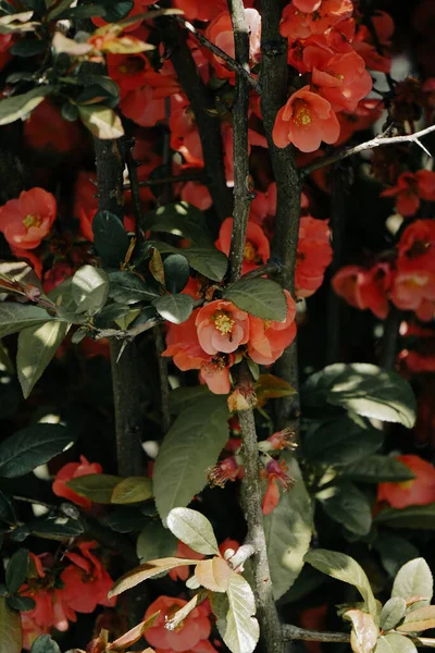 Chaenomeles Branch Blossom Flower Maule Quince Chaenomeles Japonica — Stock Photo, Image