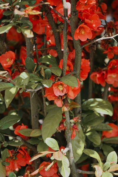 Chaenomeles Branch Blossom Flower Maule Quince Chaenomeles Japonica — Stock Photo, Image
