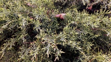 Cupressus arizonica. Arizona Kıbrıs 'ın bir şubesinin ayrıntıları.