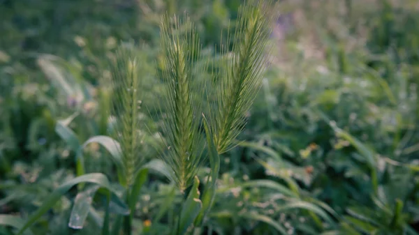 ネズミ大麦の植物 森の中のHordeum Marinum野生の植物 緑のフィールドの背景を持つHordeumのマリニウムまたはDasypyrumのビロサム植物のクローズアップショット — ストック写真