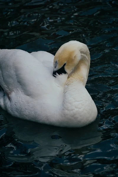 Śpiący Biały Łabędź Wzmocnioną Głową Pod Skrzydłem Gnieździe Nad Wodą — Zdjęcie stockowe