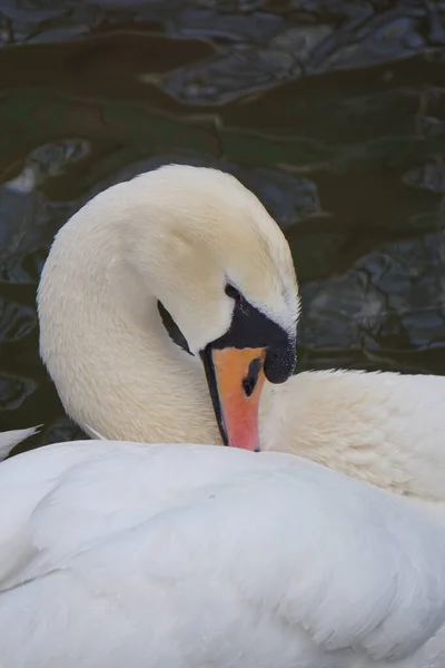 Спящий Белый Лебедь Озере — стоковое фото