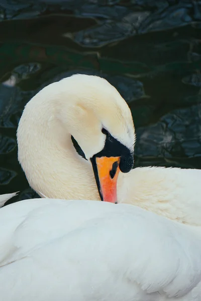Cisne Blanco Dormido Con Una Cabeza Reforzada Bajo Ala Nido — Foto de Stock