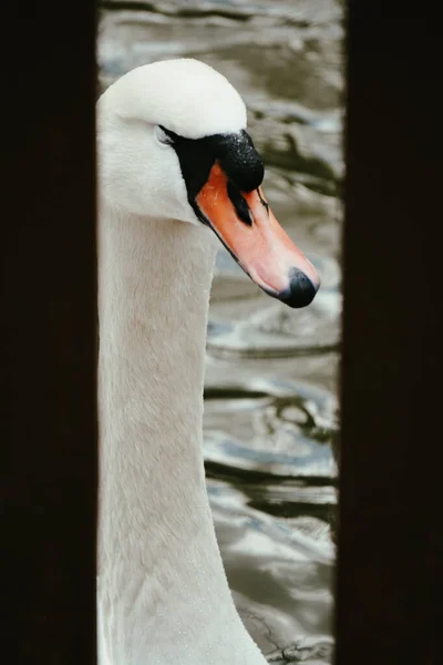 Mute Cisne Cygnus Retrato Color Cabeza Cisne Cerca Con Lago — Foto de Stock