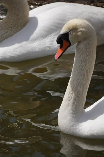 Дві Білі Лебеді Плавають Озері — стокове фото