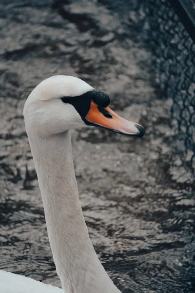 泥天鹅天鹅座的彩色肖像 天鹅的头靠在湖面上 — 图库照片