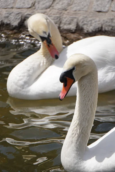 Cisnes Brancos Nadando Lago — Fotografia de Stock