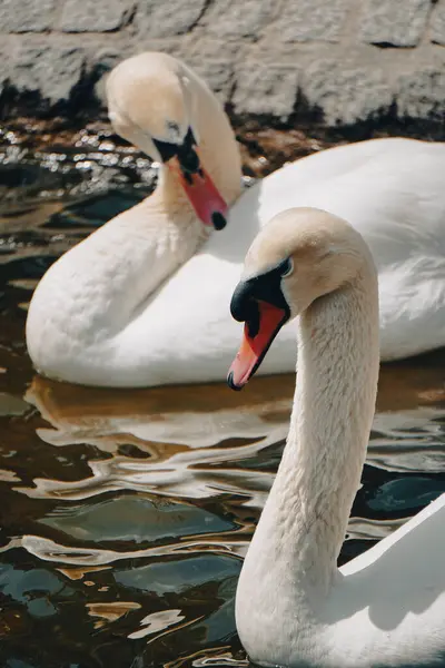 Білі Лебеді Плавають Озері — стокове фото