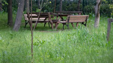 Ormanda piknik masası. Gerisi için park yeri ve dinlenme. Eski mobilyalar. Piknik için. Bahar turizmi konsepti