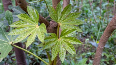 Japon Aralia (Yatsude) yaprakları. Japonica Örümcek Ağı fabrikasının yapraklarını kapat. Fatsia Japonica