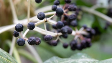 Viburnum tinus 'Eve Price' ın dekoratif mavi böğürtlenleri. Küçük, yemyeşil, çiçek açan bir çalı. laurustinus viburnum