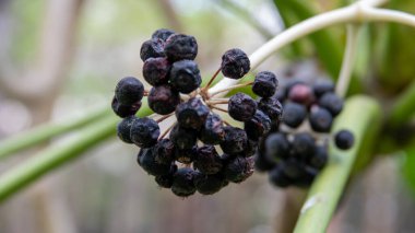 Viburnum tinus 'Eve Price' ın dekoratif mavi böğürtlenleri. Küçük, yemyeşil, çiçek açan bir çalı. laurustinus viburnum
