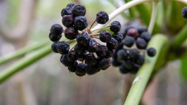 Viburnum tinus 'Eve Price' ın dekoratif mavi böğürtlenleri. Küçük, yemyeşil, çiçek açan bir çalı. laurustinus viburnum