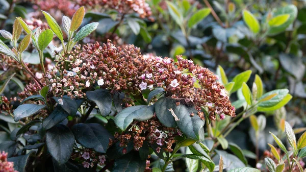 Viburnum tinus, çeşitliliğine bağlı olarak ilk çiçekleri Kasım ayında açan bir kış çiçeğidir. Beyaz ve pembe çiçeklerin ana mevsimi Mart ve Nisan ayları arasındadır. Laurustinus