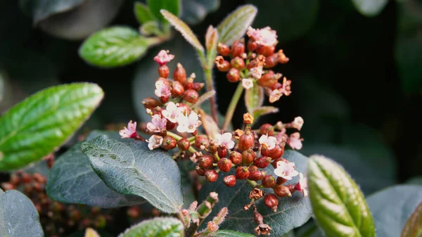 Viburnum Tinus Winter Bloomer Depending Variety Opens First Flowers Early — Stock Photo, Image