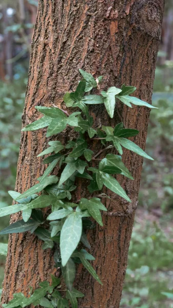 Zelené Výhonky Rostoucí Kůře Stromu — Stock fotografie