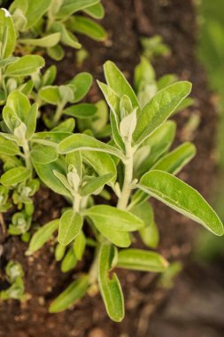 Ağaç kabuğunda yetişen yeşil filizler