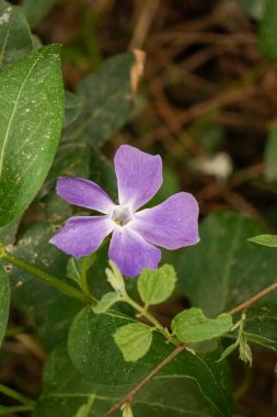 yemyeşil yapraklarla çevrili tek bir menekşe çiçeği. Botanik adı; Vinca major