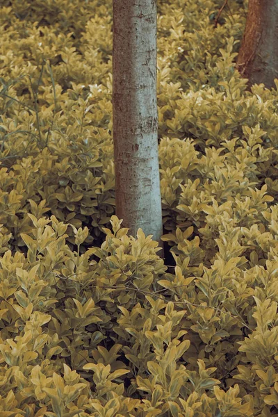 Euonymus Japonicus Planta Ornamental Popular Del Jardín Crecido Alrededor Árbol — Foto de Stock