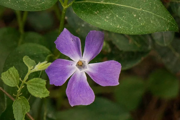 Pojedynczy Kwiat Periwinkle Otoczony Bujną Zieleni Liści Nazwa Botaniczna Vinca — Zdjęcie stockowe