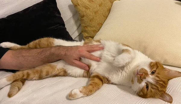 一个爱他的猫的男人 他的胳膊伸向他的猫 黄姜猫喜欢摸东西 — 图库照片