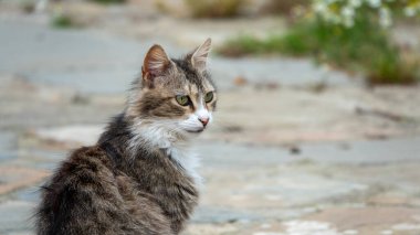 Felis Silvestris Catus mu yoksa şehirdeki taş kaldırımlarda oturan cycat mi?