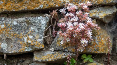 Sedum Anglicum, Gökceada, Imbros Adası, Canakkale Türkiye 'de vahşi bir şekilde büyüyor. Sedum lydium, stonecrop Sedum