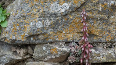 Umbilicus rupestris (Duvar Pennywort) çiçeği, Gökçeada - Imbros Adası, Canakkale Türkiye.