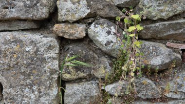 Umbilicus rupestris (Duvar Pennywort) çiçeği, Gökçeada - Imbros Adası, Canakkale Türkiye.