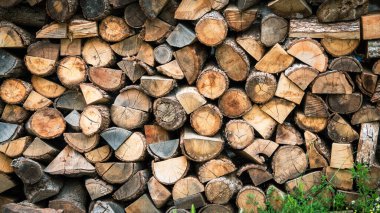 Yeni kesilmiş odun yığını, düzgünce istiflenmiş ve yakacak odun olarak kullanılmak üzere hazırlanmış.