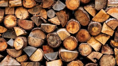 Yeni kesilmiş odun yığını, düzgünce istiflenmiş ve yakacak odun olarak kullanılmak üzere hazırlanmış.