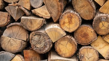 Yeni kesilmiş odun yığını, düzgünce istiflenmiş ve yakacak odun olarak kullanılmak üzere hazırlanmış.