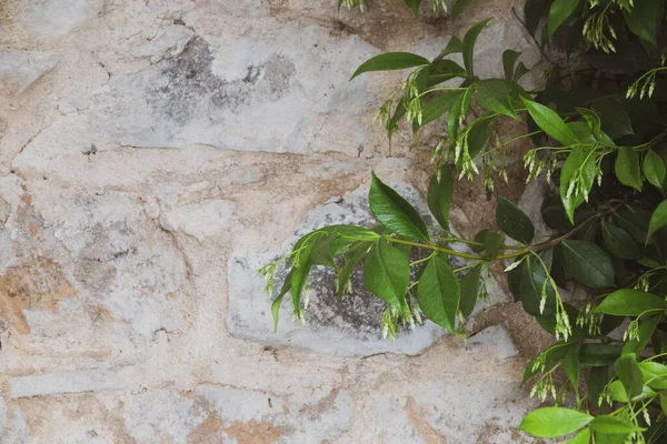 stock image Cestrum nocturnum leaves, Ratrani plant in front of rustic stone wall. Night blooming jasmine