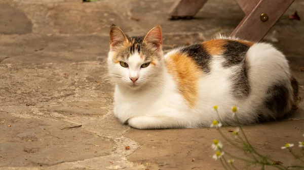 Een Schattige Calico Kat Ligt Stenen Stoep Katten Met Gele — Stockfoto