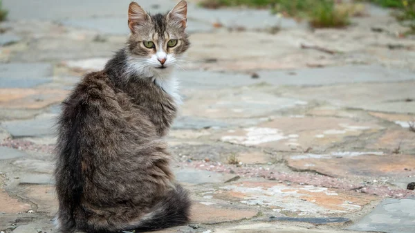 Felis Silvestris Catus Gato Cyprus Sentado Nos Pavimentos Pedra Cidade — Fotografia de Stock