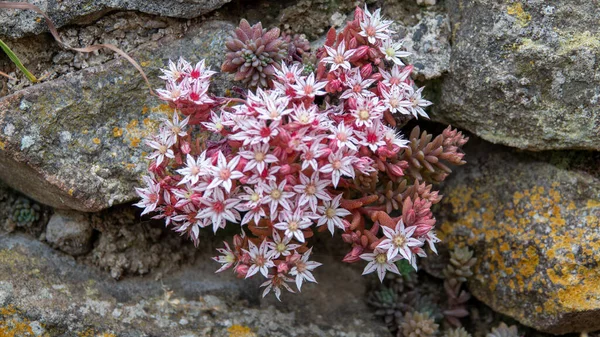 Sedum Anglicum, Gökceada, Imbros Adası, Canakkale Türkiye 'de vahşi bir şekilde büyüyor. Sedum lydium, stonecrop Sedum
