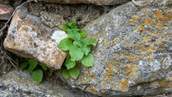 ヴィクトリア ドイツ語 Rheum Rhabarbarum 岩の上に咲く花は — ストック写真
