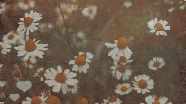 Літній Луг Зелене Трав Яне Поле Ромашкові Квіти Теплому Сонячному — стокове фото