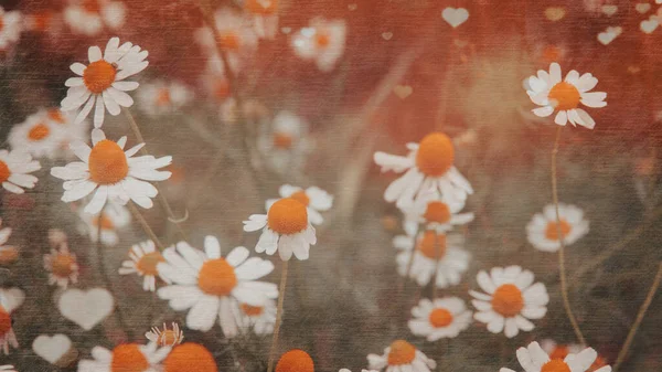 Summer meadow, green grass field and daisy flowers in warm sunlight, nature background concept, soft focus, warm pastel tones