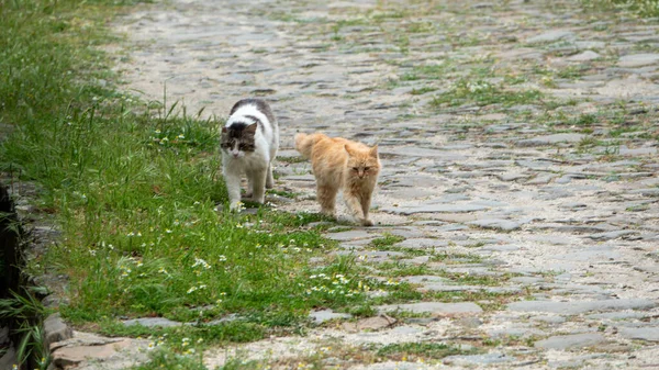 Dois Gatos Rafeiros Explorar Campo Juntos Gatos Vadios Caminhando Caminho — Fotografia de Stock