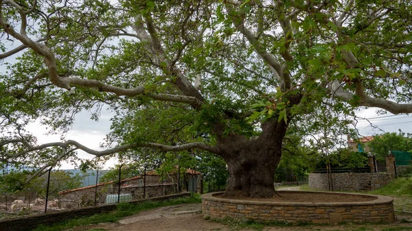 stock image ver old plane tree in Gkeada Old Bademli village. Canakkale, Turkey