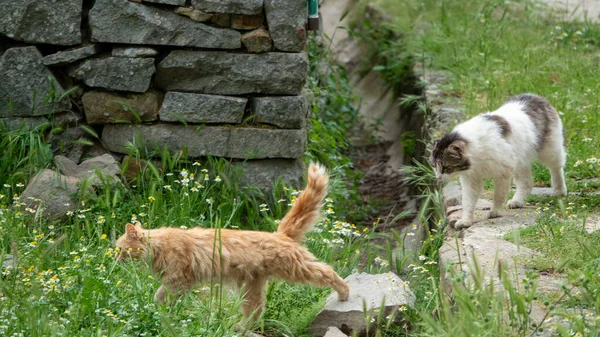 Dois Gatos Rafeiros Explorar Campo Juntos Amarelo Maine Coon Gato — Fotografia de Stock